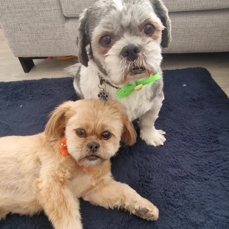 Two Shih Tzus, one in a green bandana, resting together on a navy blanket after their grooms