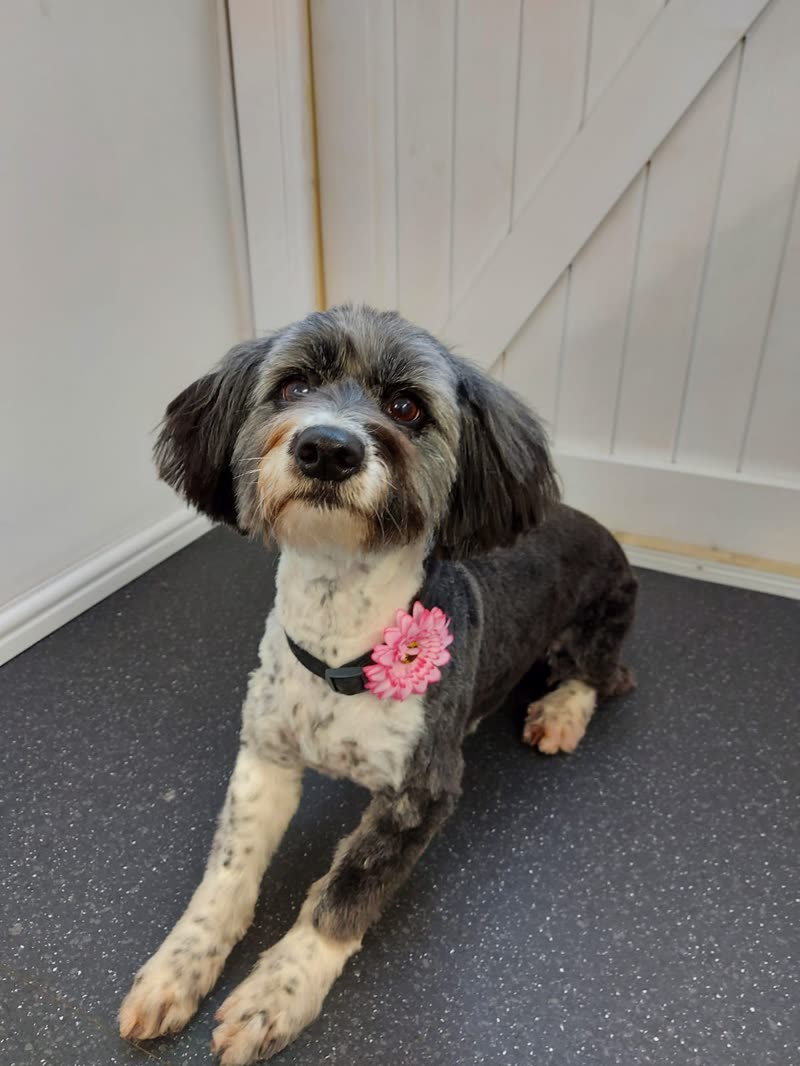 Black-and-white shaggy-eared dog lying in front of a white barn door wearing a pink flower collar