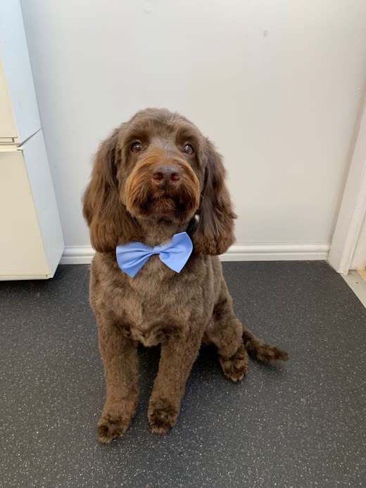 Chocolate-brown doodle sitting neatly on the salon floor in a blue bow tie after a full clip