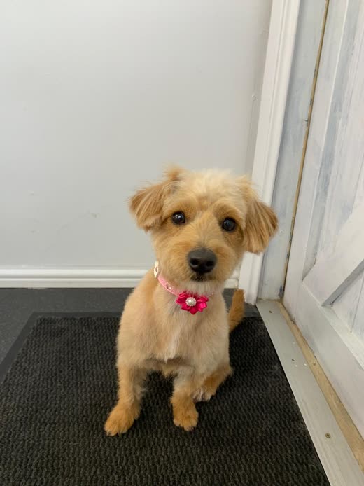 Small tan terrier-mix with a fresh trim and a pink flower collar, sitting by the salon door