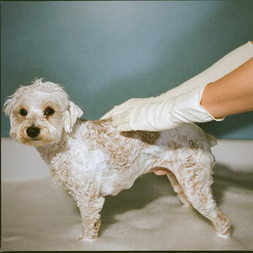 Small curly dog in a grooming tub covered in shampoo suds